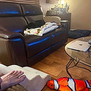 Ollie is registered to the contest to win money with this photo: bar_cabinet, black_cat, blanket, cat, clownfish_toy, cozy, cushion, foot, furniture, glass_table, home, indoor, lamp, laptop, leather_couch, living_room, nighttime, relaxation, window_blinds, wood_floor