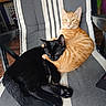 animal, black_cat, cat, cats, chair, cozy, ears, feline, fur, furniture, indoor, lying_down, orange_tabby, paw, pets, portrait, sitting, sleeping, striped_fur, whiskers