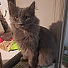 cat, gray_cat, fluffy, long_hair, feline, pet, sitting, indoors, portrait, yellow_eyes, pointed_ears, whiskers, fur, serious_expression, mirror, box, packaging, household, room, photography