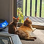 orange_cat, kitten, cat, sliding_door, window, indoor, sunlight, carpet, balcony, railing, potted_plant, glass, reflection, coffee_table, blue_balance_board, pet_collar, lounging, looking_out, domestic_scene, shadows