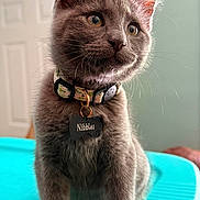 Nibbles joined the competition — help win amazing prizes! cat, kitten, gray_fur, collar, pet_tag, indoor, feline, young_animal, curious, whiskers, ears, closeup, portrait, fur, animal, cute, domestic_animal, sitting, table, soft_light