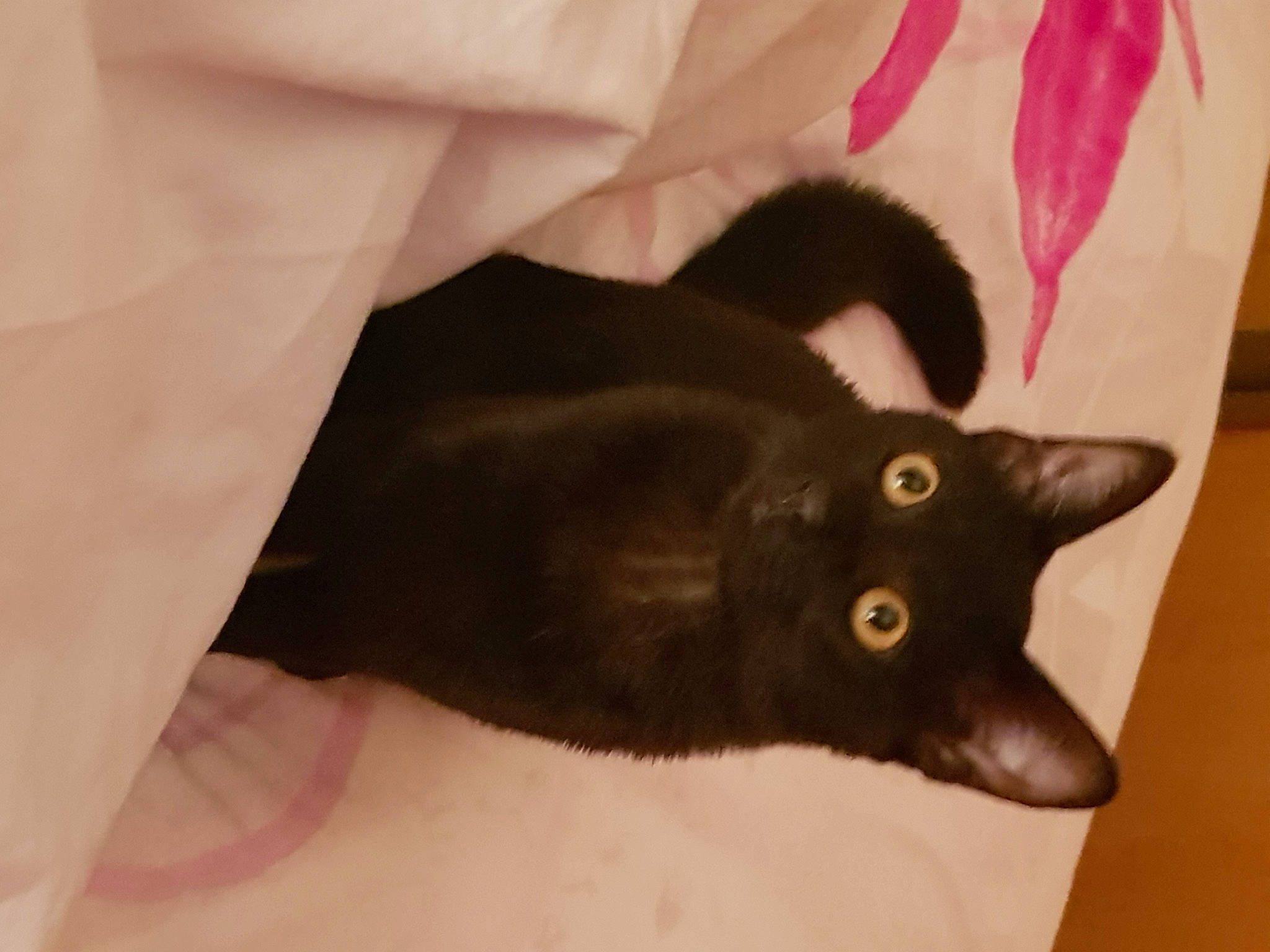 Douchka participe au concours pour gagner de l'argent avec cette photo : black_cat, bombay, carnivore, cat, claw, domestic_short_haired_cat, ear, felidae, fur, gesture, havana_brown, plant, small_to_medium_sized_cats, snout, tail, whiskers