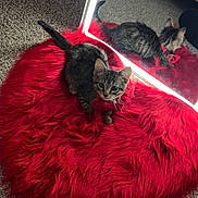 Cupcake joined the competition — help win amazing prizes! kitten, cat, red_rug, mirror, reflection, carpet, indoor, pet, collar, fur, tabby, curious, animal, bed, floor, cute, domestic, feline, soft_texture, cozy