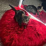 kitten, cat, red_rug, mirror, reflection, carpet, indoor, pet, collar, fur, tabby, curious, animal, bed, floor, cute, domestic, feline, soft_texture, cozy