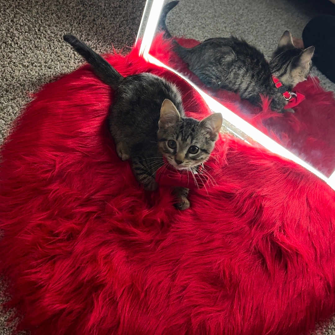 Cupcake joined the competition — help win amazing prizes! kitten, cat, red_rug, mirror, reflection, carpet, indoor, pet, collar, fur, tabby, curious, animal, bed, floor, cute, domestic, feline, soft_texture, cozy