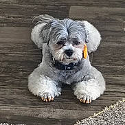 Little Guy joined the competition — help win amazing prizes! dog, pet, indoor, floor, wooden_floor, gray_fur, white_fur, orange_tag, collar, lying_down, cute, small_dog, fur, paws, animal, domestic_animal, carpet, texture, resting, calm