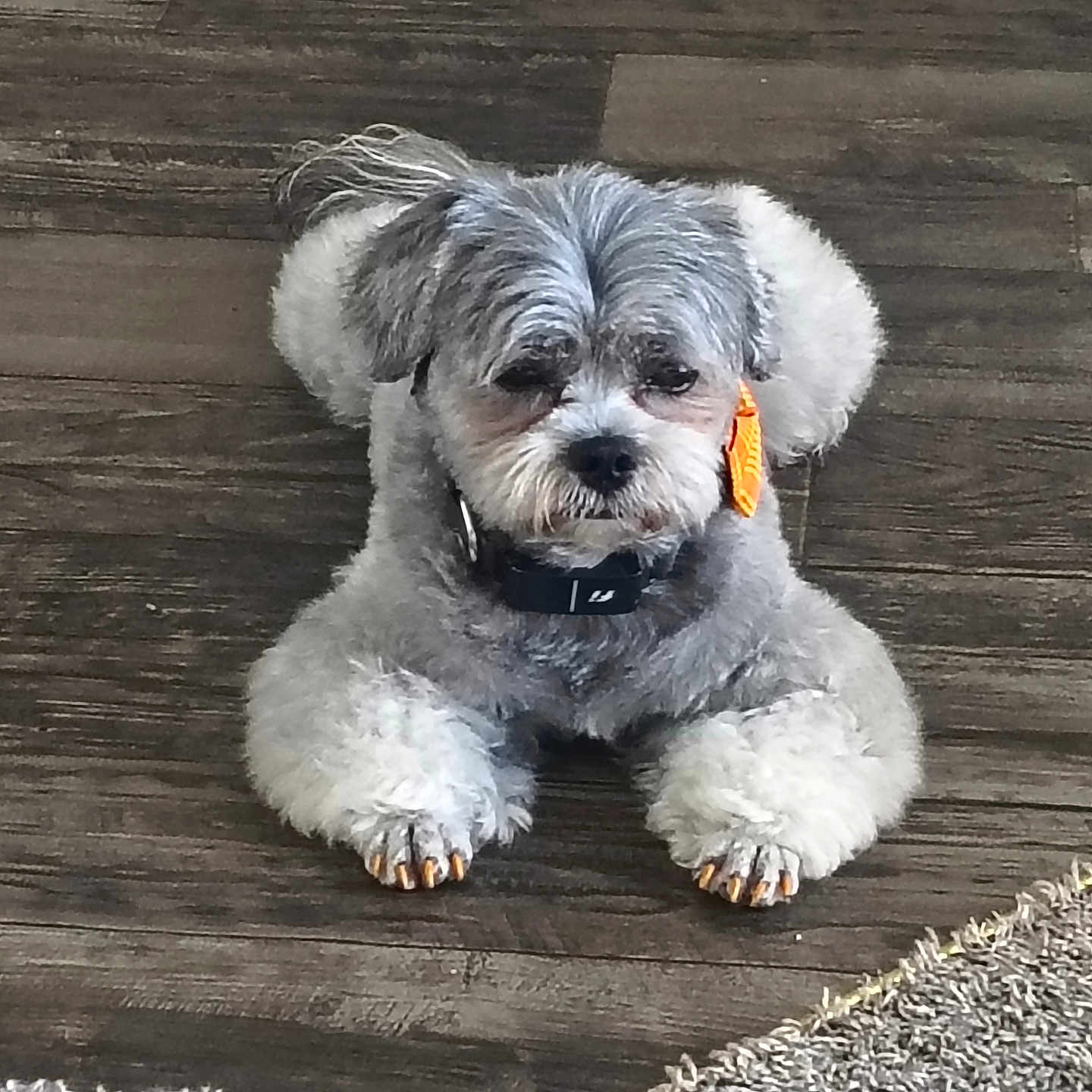 Little Guy