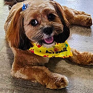 Sassy is registered to the contest to win money with this photo: animal, bandana, blue_bows, brown_fur, companion, cute, dog, floor, fluffy, friendly, happy, indoor, looking_up, mammal, pet, playful, relaxed, small_dog, tongue_out, yellow