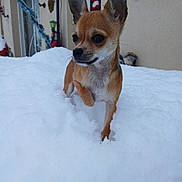 Cooky participe au concours pour gagner de l'argent avec cette photo : alert, animal, canine, chihuahua, cold, curious, cute, dog, ears, fur, holiday_decorations, house, outdoor, paw, pet, small_dog, snow, walking, winter, yard