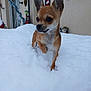 alert, animal, canine, chihuahua, cold, curious, cute, dog, ears, fur, holiday_decorations, house, outdoor, paw, pet, small_dog, snow, walking, winter, yard
