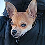 Cooky participe au concours pour gagner de l'argent avec cette photo : animal, black_jacket, brown_fur, canine, chihuahua, close_up, cute, dog, ears, face, fur, looking, muzzle, nostrils, outdoor, pet, portrait, small_dog, whiskers, zipper