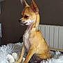 Cooky participe au concours pour gagner de l'argent avec cette photo : animal, brown_wall, chihuahua, cozy, cute, dog, domestic, ears, fluffy_bed, fur, house, indoor, paws, pet, radiator, side_view, sitting, small_dog, stuffed_toy, tan_fur