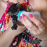 Aby participe au concours pour gagner de l'argent avec cette photo : affection, animal_care, baby_animal, bottle, cat, closeup, colorful_clothing, comfort, cute, domestic_animal, feeding, floral_pattern, hand, indoor, kitten, nails, person, pet, pink_nail_polish, small_animal