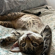 Cheetah is registered to the contest to win money with this photo: cat, tabby, pet, animal, cute, lying_down, bed, floral_bedspread, stretching, paw, whiskers, ears, indoor, relaxed, feline, closeup, fur, domestic_cat, resting, curious