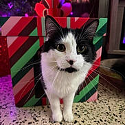 Groot is registered to the contest to win money with this photo: cat, black_and_white, pet, animal, portrait, standing, whiskers, wide_eyes, ears, fur, christmas, holiday, gift, gift_box, wrapping_paper, christmas_tree, purple_lights, indoor, festive, terrazzo_floor