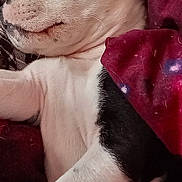 Aubie is registered to the contest to win money with this photo: adorable, animal, black_and_white, blanket, calm, close_up, comfort, cozy, cute, dog, fur, indoor, pet, puppy, relaxing, rest, sleep, sleeping, snuggle, young_dog