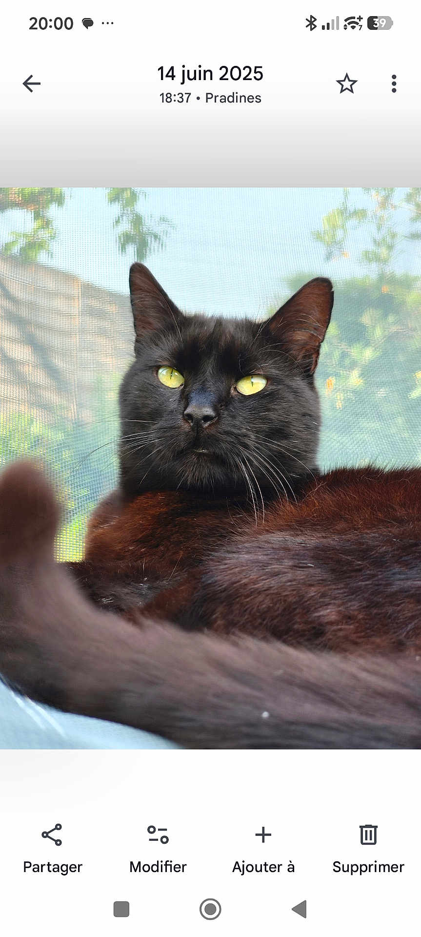 Whisky a rejoint le concours — aidez-le/la à gagner de superbes lots ! animal, black_cat, cat, closeup, domestic_cat, feline, fur, head, nature, outdoor, pet, portrait, relaxed, resting, sleepy, sunlight, tail, whiskers, window_screen, yellow_eyes