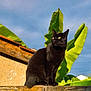 animal, banana_leaf, black_cat, cat, closeup, daylight, feline, fence, green, leaf, mammal, nature, outdoor, pet, portrait, sitting, sky, sunlight, wood, yellow_eyes