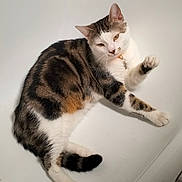 Karma a rejoint le concours — aidez-le/la à gagner de superbes lots ! cat, tabby, white, paws, stretching, pet, animal, feline, whiskers, ears, tail, collar, indoor, curious, cute, fur, mammal, domestic, playful, resting