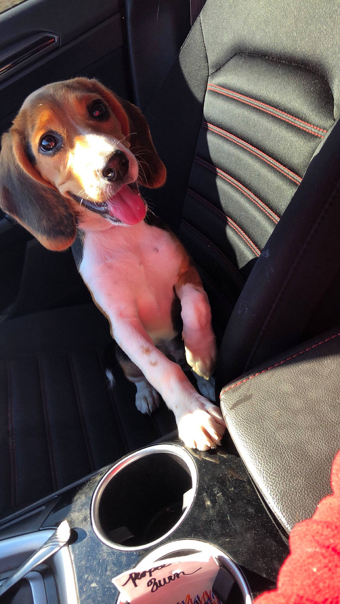 Carter joined the competition — help win amazing prizes! armrest, brown, canidae, car_seat, car_seat_cover, carnivore, collar, companion_dog, dog, dog_breed, head_restraint, hound, kitchen_utensil, liver, nail, pet_supply, scent_hound, snout, vertebrate, working_animal