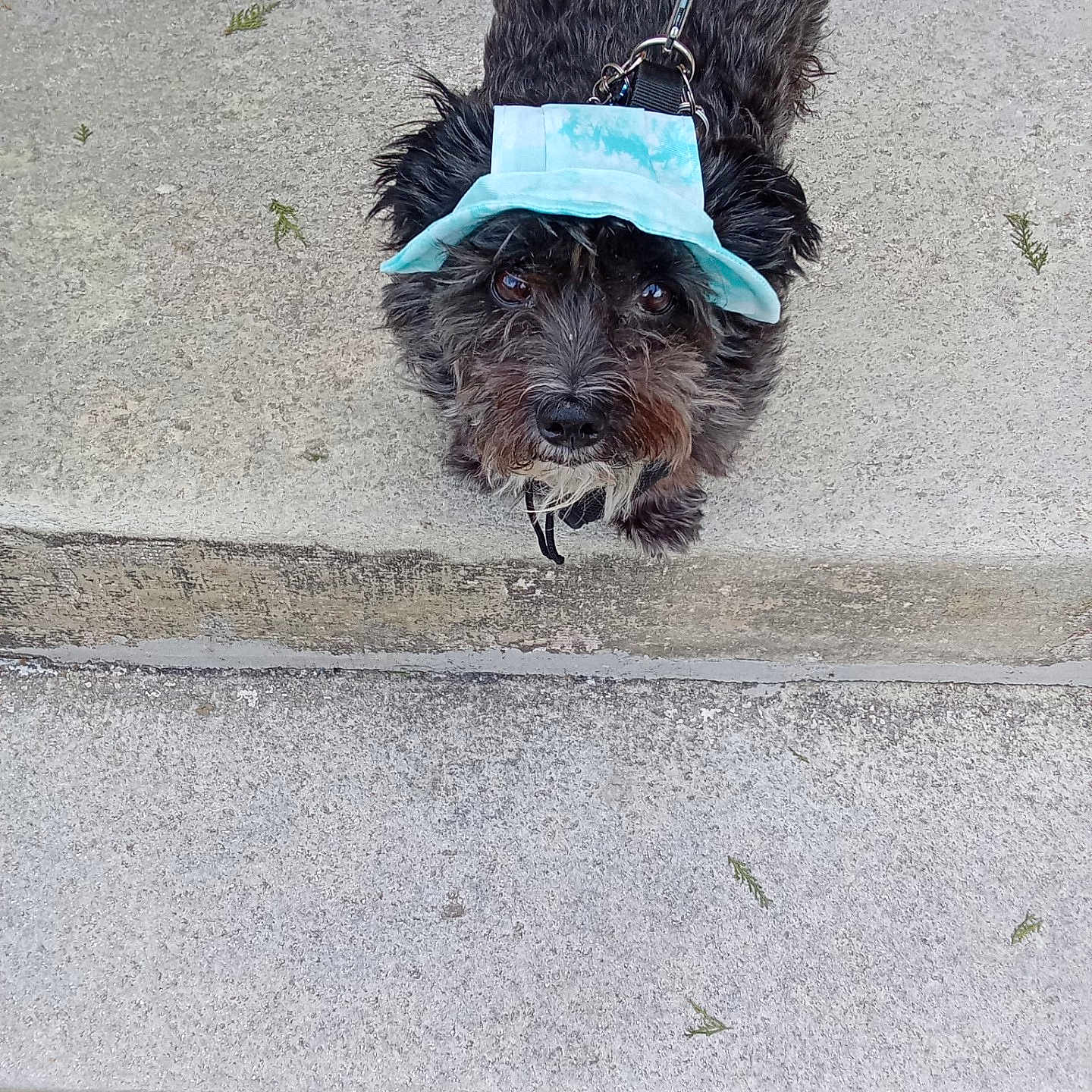 Sky Rocket Jackson is registered to the contest to win money with this photo: adorable, animal, black_fur, canine, companion, concrete, cute, dog, friendly, fur, hat, leash, looking_up, outdoor, pet, playful, sidewalk, small_dog, steps, walking