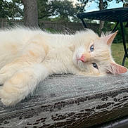 Zeuss is registered to the contest to win money with this photo: cat, cream_colored, blue_eyes, fluffy, relaxed, outdoor, cushion, fence, tree, nature, pet, animal, close_up, lying_down, daylight, whiskers, pink_nose, soft_fur, backyard, leisure