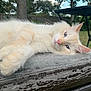 cat, cream_colored, blue_eyes, fluffy, relaxed, outdoor, cushion, fence, tree, nature, pet, animal, close_up, lying_down, daylight, whiskers, pink_nose, soft_fur, backyard, leisure