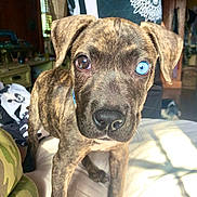 Grace is registered to the contest to win money with this photo: puppy, dog, brindle, heterochromia, blue_eye, brown_eye, pet, animal, indoors, bed, sunlight, curious, closeup, canine, young_dog, fur, whiskers, nose, ears, domestic_animal