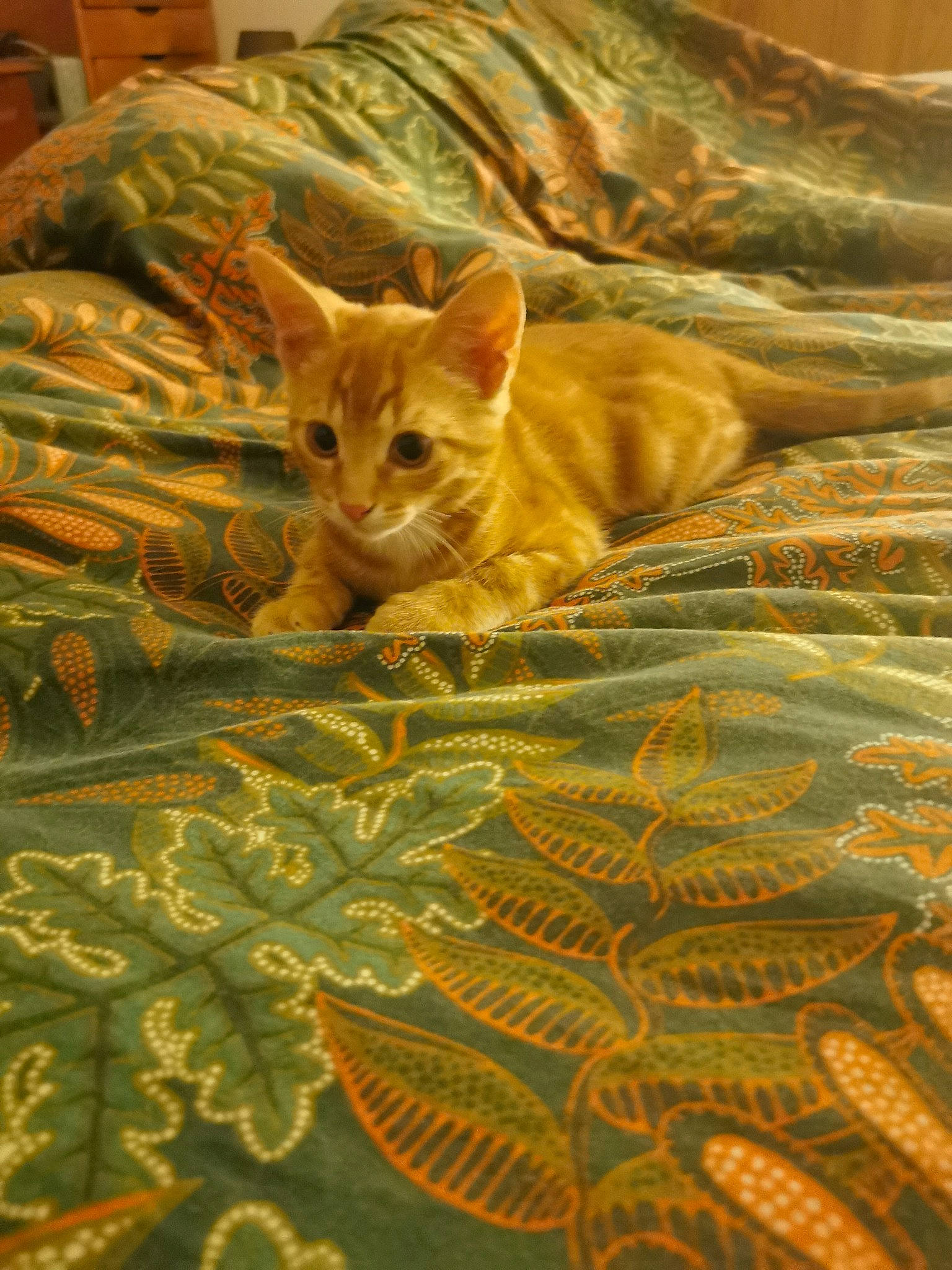 Phébus participe au concours pour gagner de l'argent avec cette photo : bedding, carnivore, cat, comfort, domestic_short_haired_cat, fawn, felidae, flooring, fur, hardwood, linens, pattern, small_to_medium_sized_cats, snout, tail, terrestrial_animal, tree, whiskers, wildlife, wood