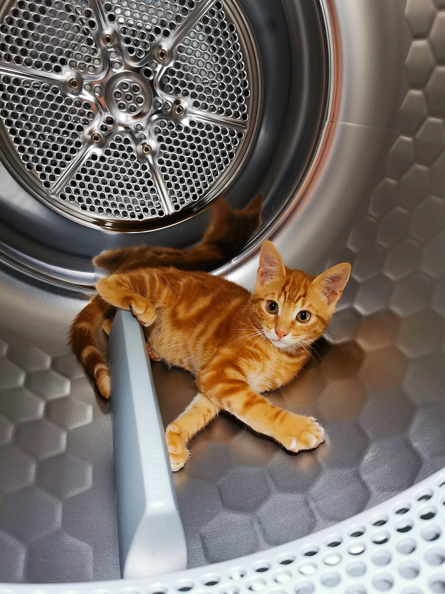 Phébus participe au concours pour gagner de l'argent avec cette photo : automotive_design, automotive_exterior, automotive_lighting, automotive_tire, carnivore, cat, clothes_dryer, fawn, felidae, fender, grille, home_appliance, motor_vehicle, orange, rim, small_to_medium_sized_cats, tail, toy, whiskers, white