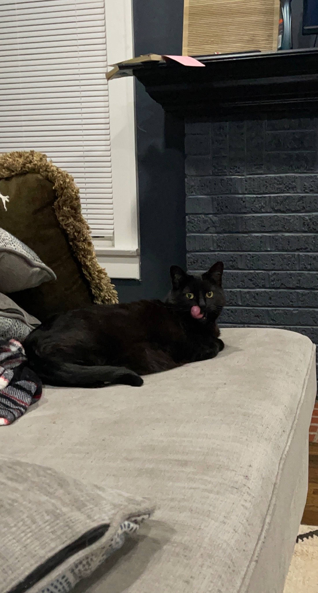 Jane is registered to the contest to win money with this photo: black_cat, bombay, carnivore, cat, comfort, domestic_short_haired_cat, door, felidae, floor, flooring, fur, grey, hardwood, linens, room, small_to_medium_sized_cats, tail, tints_and_shades, whiskers, wood