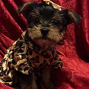 Adele Sky joined the competition — help win amazing prizes! puppy, dog, animal, pet, clothing, leopard_print, bow, cute, small, fur, sitting, portrait, red_background, fabric, pattern, adorable, eyes, ears, face, furry