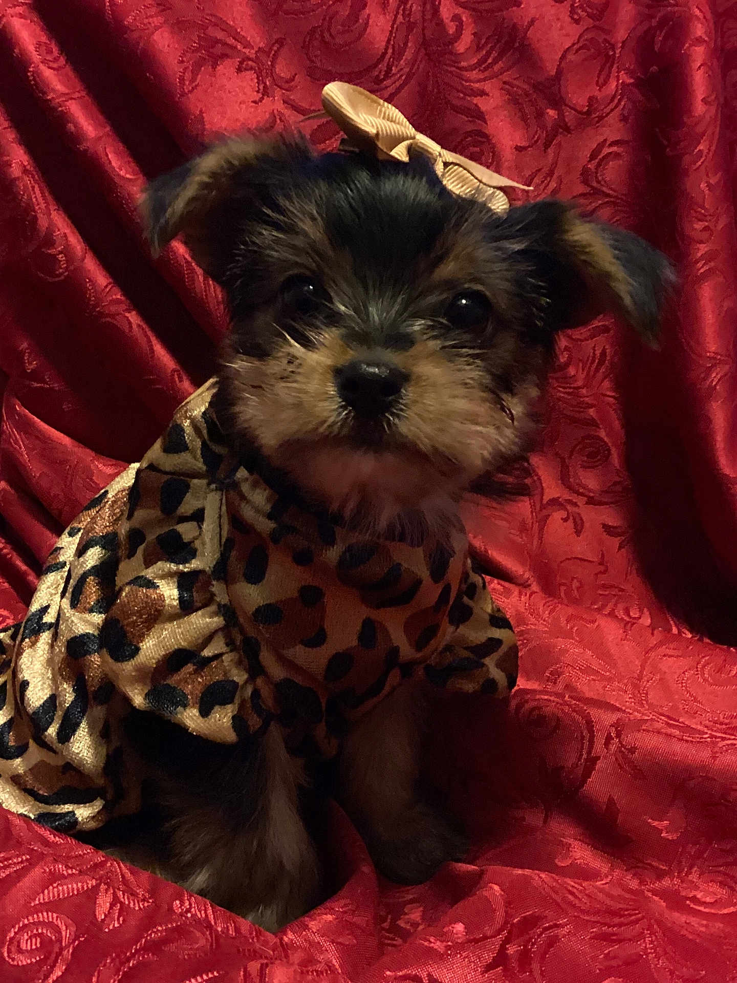 Adele Sky joined the competition — help win amazing prizes! puppy, dog, animal, pet, clothing, leopard_print, bow, cute, small, fur, sitting, portrait, red_background, fabric, pattern, adorable, eyes, ears, face, furry