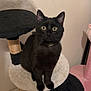 black_cat, cat_tree, pet, indoor, feline, curious, animal, domestic, fur, whiskers, ears, eyes, paws, carpeted, perched, looking, home, cute, companion, collar