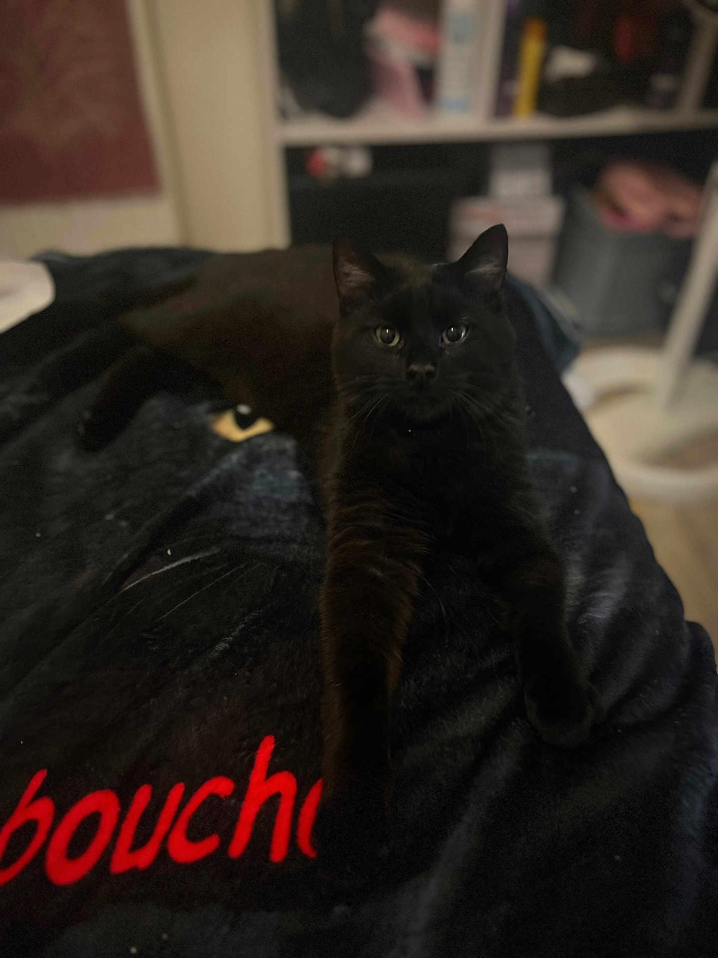 Simbouche participe au concours pour gagner de l'argent avec cette photo : animal, bedroom, black_cat, blanket, cat, cozy, dark, eyes, feline, fur, home, indoor, looking, pet, relaxing, shelf, sitting, soft_light, stretching, whiskers