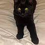 Simbouche participe au concours pour gagner de l'argent avec cette photo : black_cat, cat, pet, animal, feline, yellow_eyes, lying_down, bed, blanket, indoor, cozy, fur, whiskers, ears, tail, relaxed, cute, domestic_animal, looking_at_camera, mammal