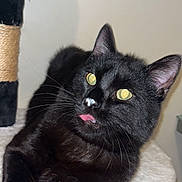 Simbouche a rejoint le concours — aidez-le/la à gagner de superbes lots ! black_cat, cat, pet, animal, tongue_out, whiskers, fur, cute, indoor, resting, perch, scratching_post, feline, playful, close_up, eye_reflection, nose, ears, paw, domestic_cat