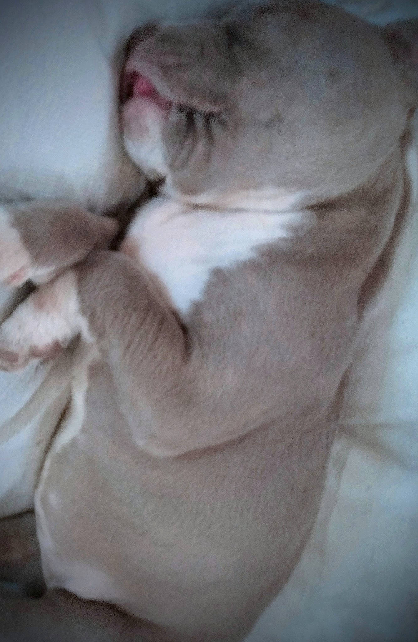 Remmy joined the competition — help win amazing prizes! canidae, carnivore, comfort, companion_dog, dog_breed, domestic_short_haired_cat, fawn, felidae, fur, jaw, linens, nap, non_sporting_group, paw, sleep, small_to_medium_sized_cats, snout, sporting_group, tail, whiskers