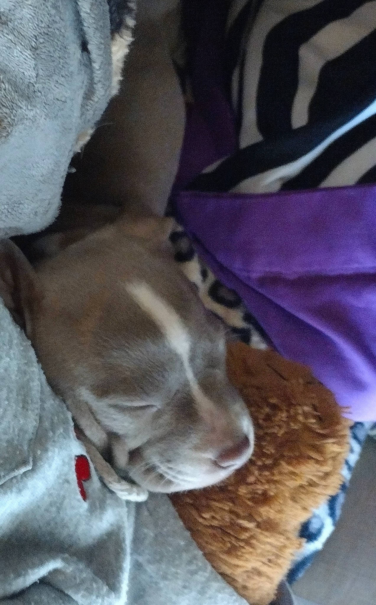 Remmy joined the competition — help win amazing prizes! canidae, carnivore, collar, comfort, companion_dog, dog, dog_breed, dog_collar, dog_supply, fawn, felidae, fur, guard_dog, linens, liver, snout, sporting_group, tail, whiskers, working_animal