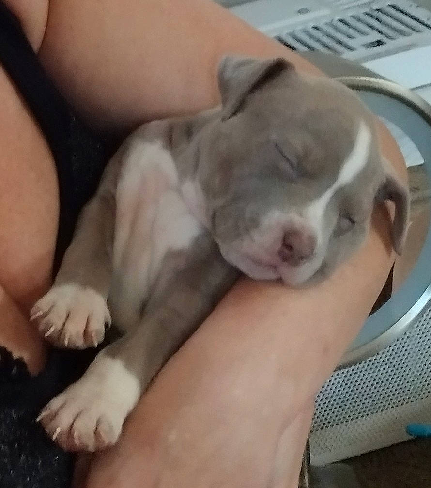 Remmy joined the competition — help win amazing prizes! bulldog, carnivore, comfort, companion_dog, dog, dog_breed, ear, fawn, nail, non_sporting_group, paw, puppy_love, sporting_group, toy_dog, whiskers, working_animal, wrinkle