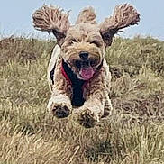 Molly is registered to the contest to win money with this photo: animal, canine, daytime, dog, ears_flapping, energetic, excited, field, fur, grass, happy, jumping, mammal, motion, nature, outdoor, pet, playful, running, tongue_out