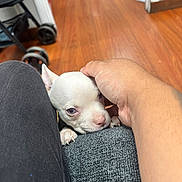 Maverick is registered to the contest to win money with this photo: puppy, dog, white_dog, hand, couch, floor, wooden_floor, pet, indoor, animal, cozy, cute, small_dog, furniture, human_hand, clothing, black_pants, home, companion, comfort