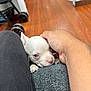 puppy, dog, white_dog, hand, couch, floor, wooden_floor, pet, indoor, animal, cozy, cute, small_dog, furniture, human_hand, clothing, black_pants, home, companion, comfort