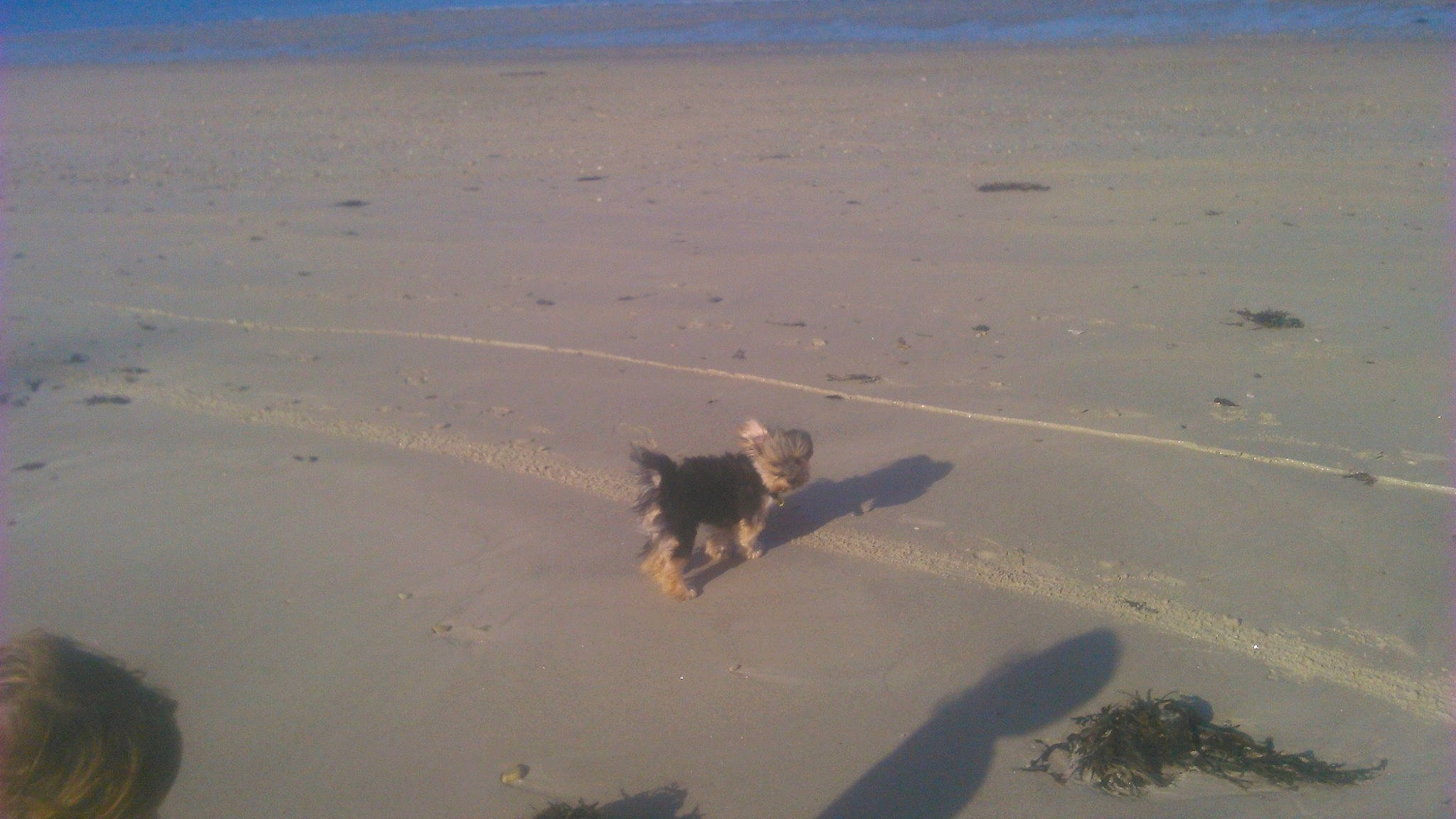 Patou participe au concours pour gagner de l'argent avec cette photo : aeolian_landform, beach, canidae, carnivore, dog, dog_breed, evening, horizon, landscape, natural_environment, sand, shadow, singing_sand, sky, soil, sporting_group, water, wildlife, wind_wave, wood