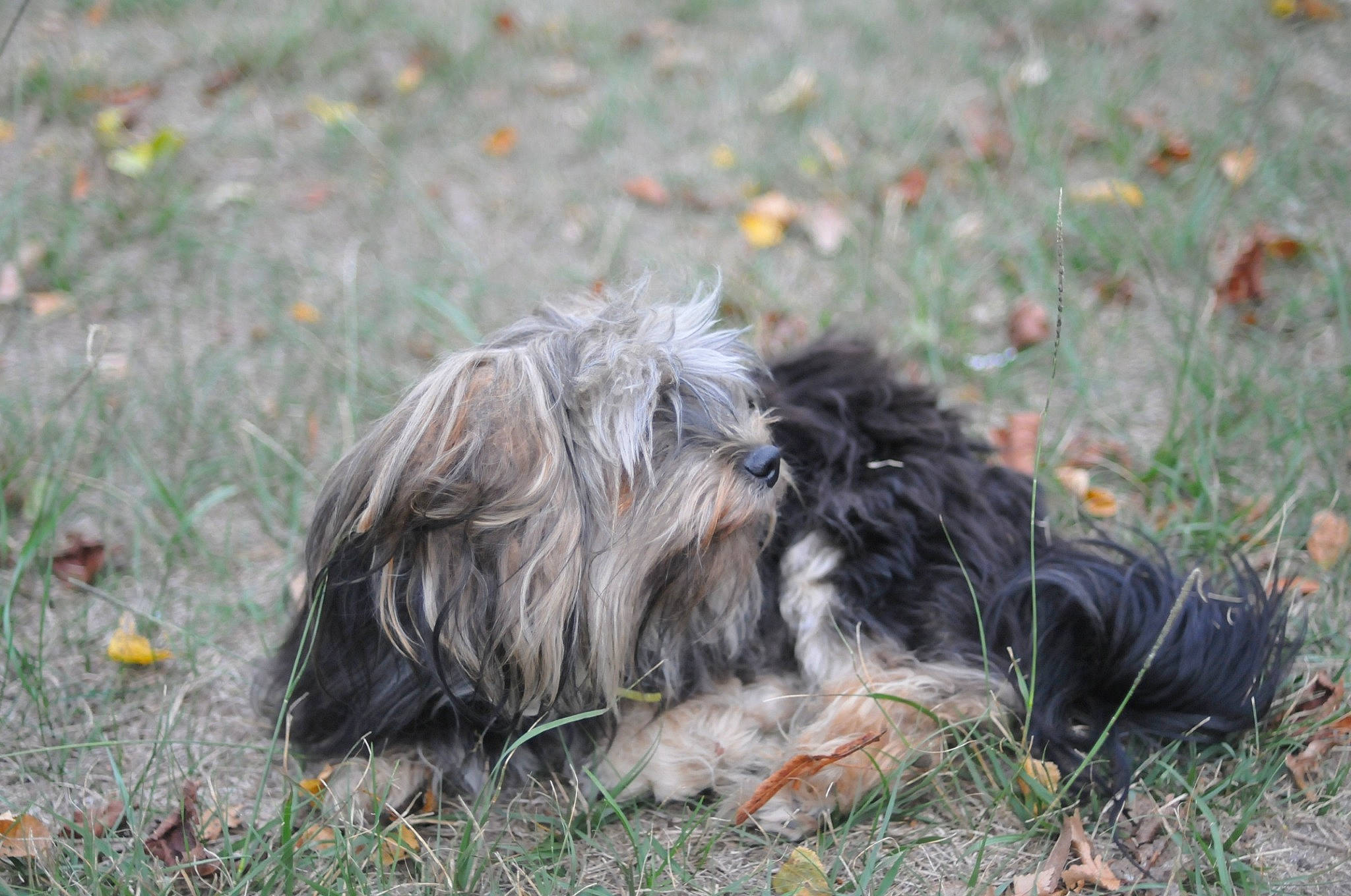 Patou participe au concours pour gagner de l'argent avec cette photo : canidae, carnivore, companion_dog, dog, dog_breed, fur, grass, liver, plant, puppy, shih_poo, small_terrier, soil, sporting_group, terrestrial_animal, terrier, toy_dog, water_dog, working_animal