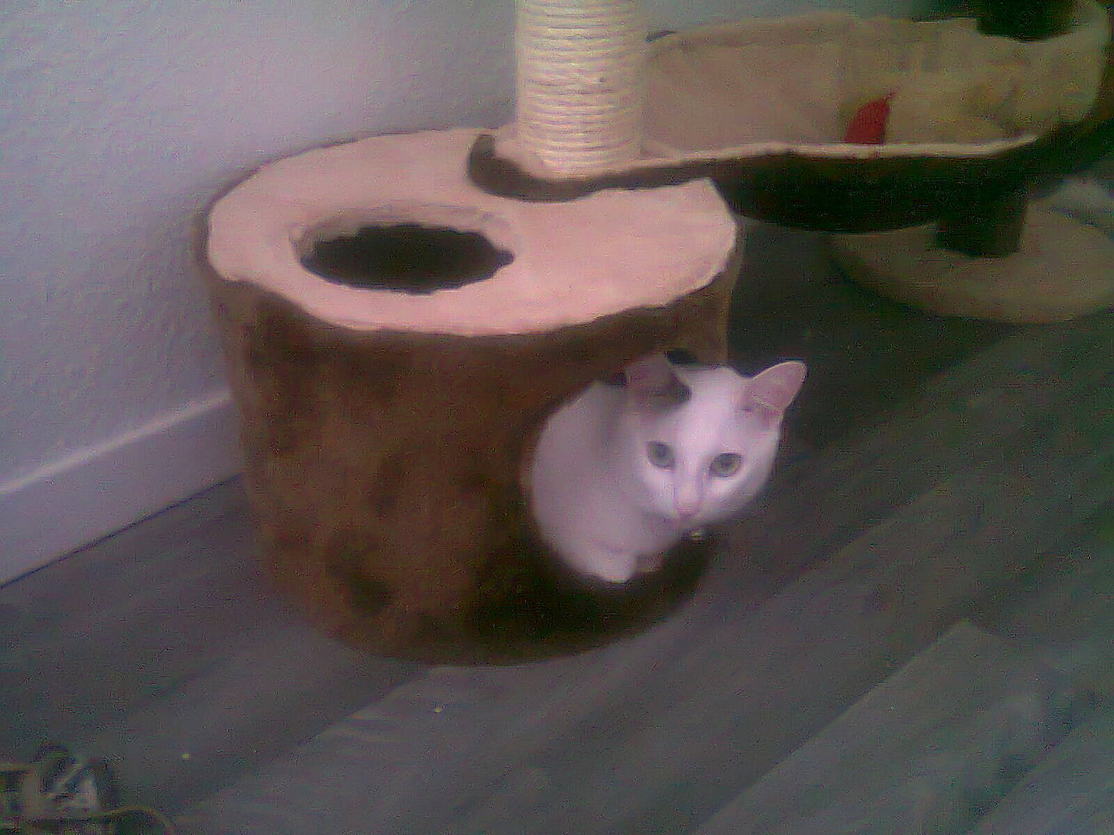 Diesel participe au concours pour gagner de l'argent avec cette photo : carnivore, cat, cat_bed, cat_supply, ceramic, domestic_short_haired_cat, fawn, felidae, flooring, gas, household_supply, pet_supply, plumbing, plumbing_fixture, small_to_medium_sized_cats, tail, tissue_paper, toilet, whiskers, wood