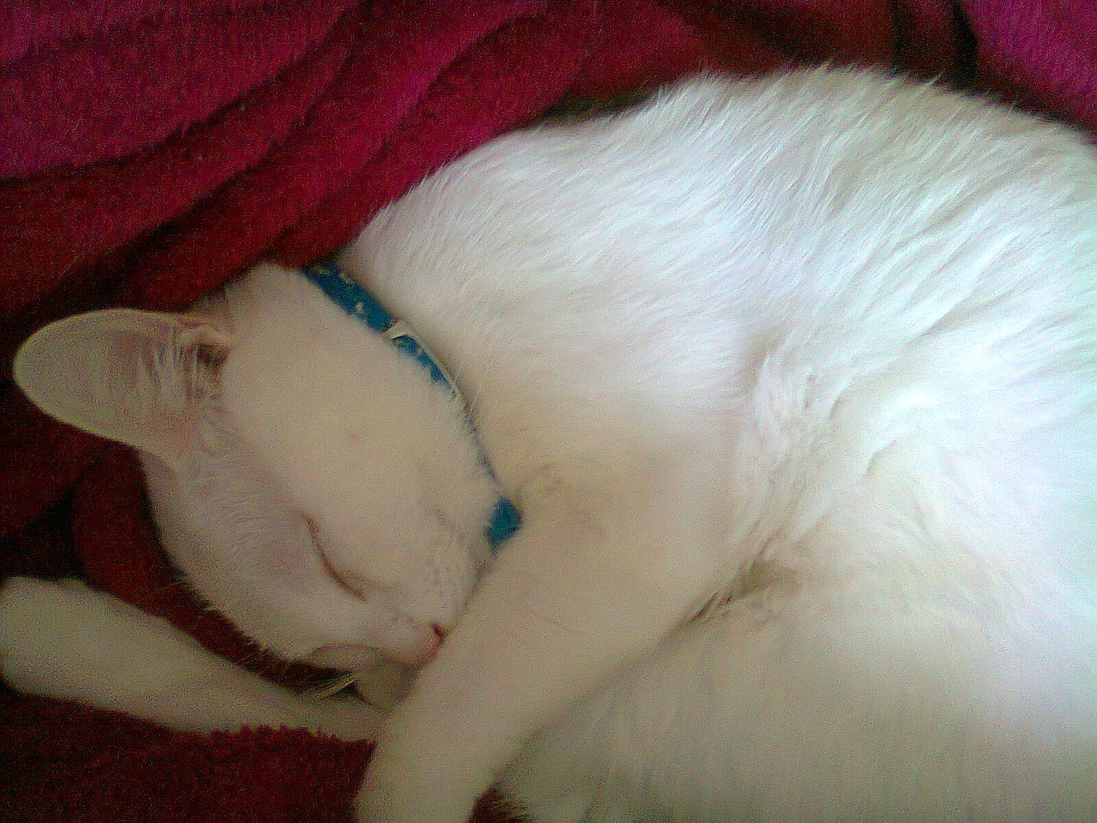 Diesel participe au concours pour gagner de l'argent avec cette photo : canidae, carnivore, cat, claw, comfort, companion_dog, dog_breed, domestic_short_haired_cat, fawn, felidae, fur, nap, paw, sleep, small_to_medium_sized_cats, snout, sporting_group, tail, terrestrial_animal, whiskers