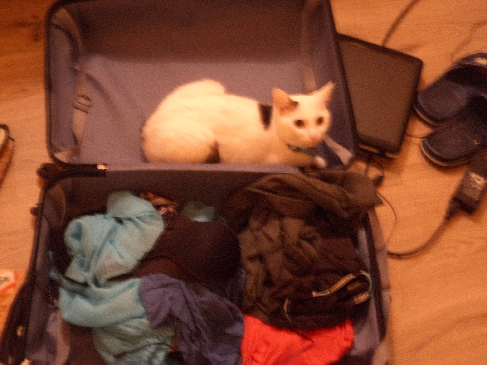 Diesel participe au concours pour gagner de l'argent avec cette photo : bag, baggage, basket, box, canidae, carnivore, cat, comfort, companion_dog, domestic_short_haired_cat, fawn, felidae, fur, gadget, laptop, luggage_and_bags, room, small_to_medium_sized_cats, tail, whiskers