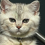 Nono joined the competition — help win amazing prizes! cat, kitten, pet, close_up, fur, whiskers, bell, collar, portrait, animal, ears, eyes, nose, feline, grey_fur, tabby, cute, indoor, looking_at_camera, metal