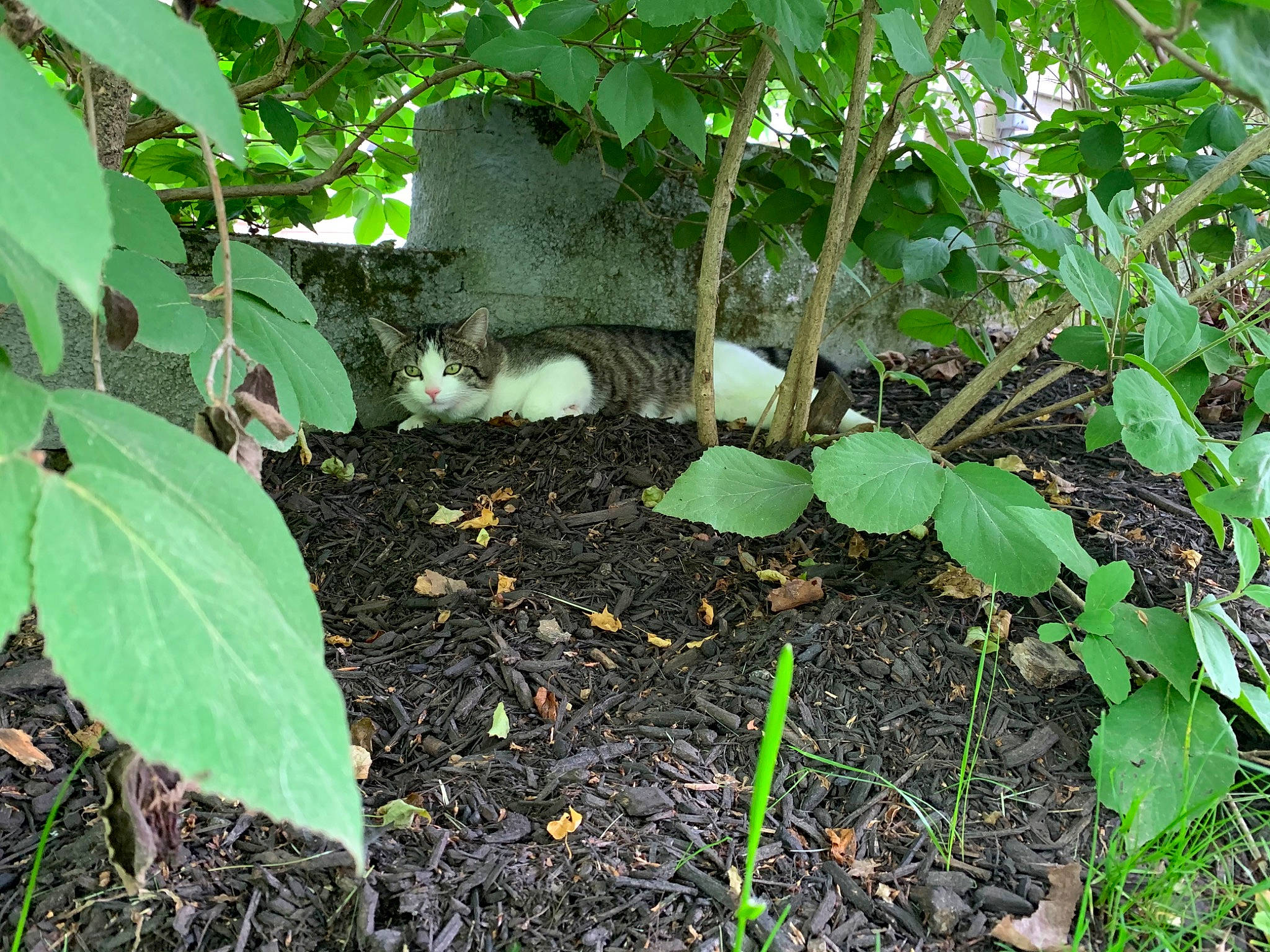 Cookie is registered to the contest to win money with this photo: annual_plant, flower, flowering_plant, garden, grass, groundcover, herb, herbaceous_plant, menispermaceae, nettle_family, plant, shrub, soil, terrestrial_animal, terrestrial_plant, tree, xanthosoma